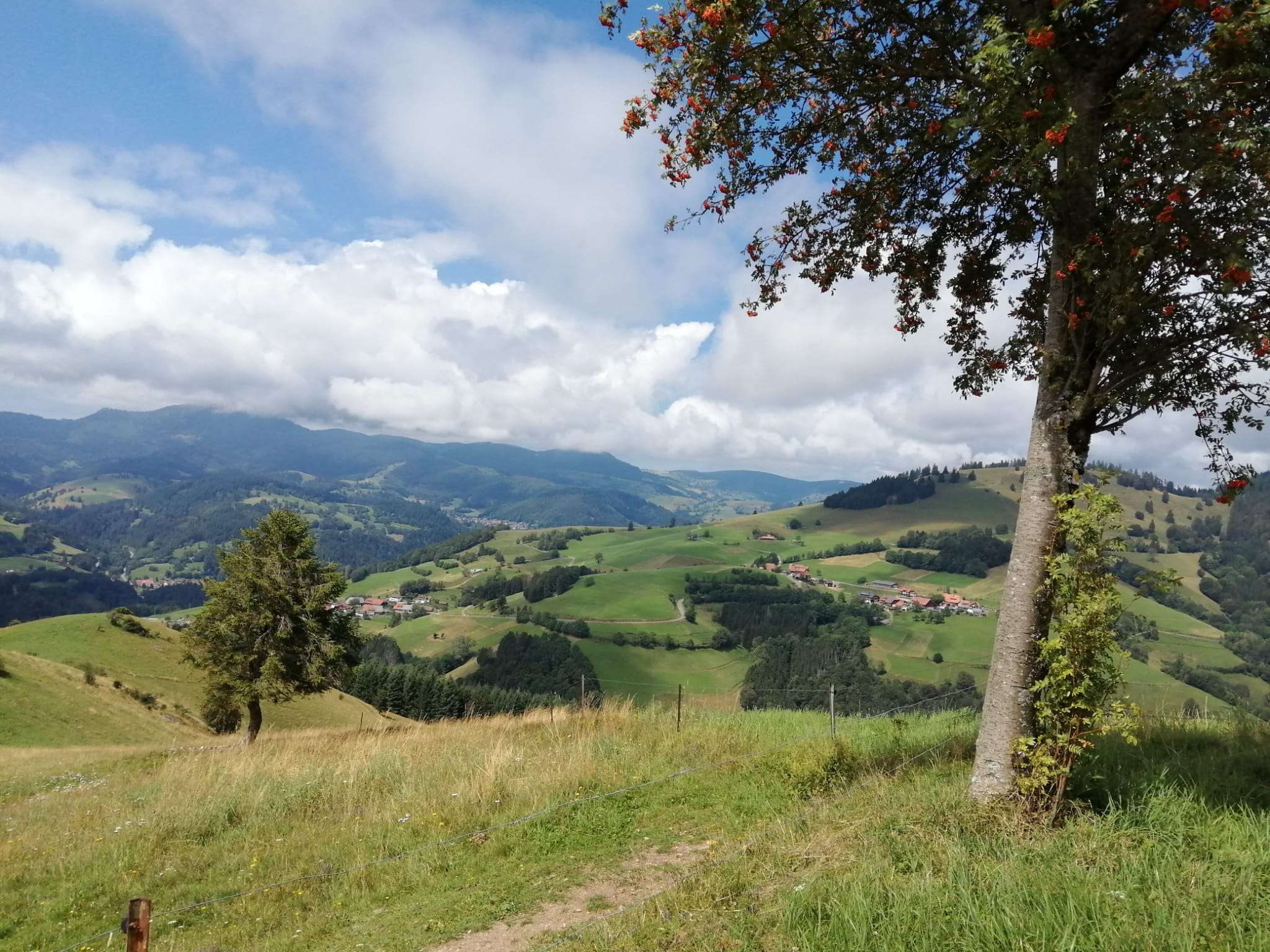 Schwarzwaldlandschaft mit Fahrrad bei Schopfheim
